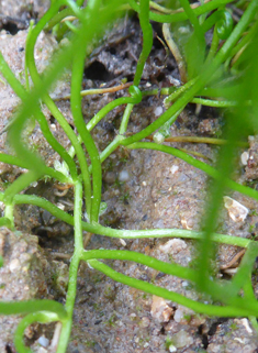 Common Pillwort