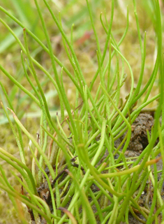 Common Pillwort