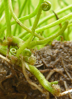 Common Pillwort