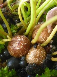 Common Pillwort