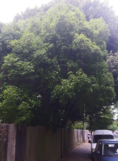 Broad-leaved False-privet