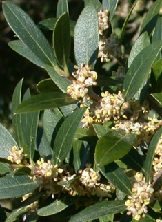 Broad-leaved False-privet