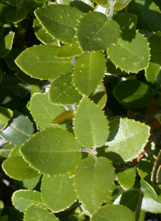 Broad-leaved False-privet