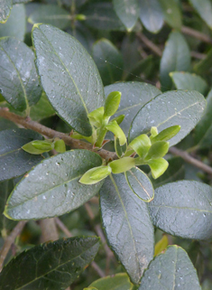 Broad-leaved False-privet