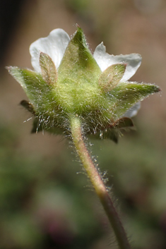 Barren Strawberry