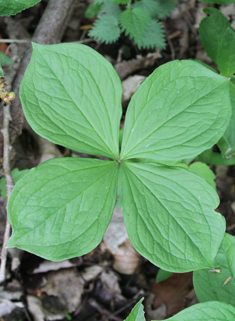 Herb-Paris