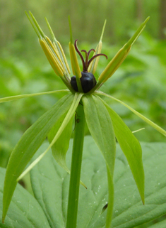 Herb-Paris