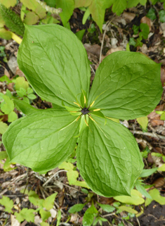 Herb-Paris