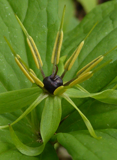 Herb-Paris
