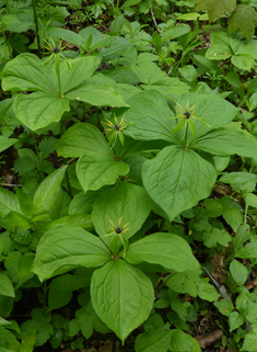 Herb-Paris