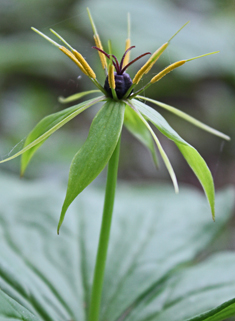 Herb-Paris