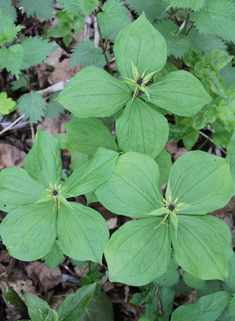 Herb-Paris