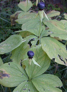 Herb-Paris