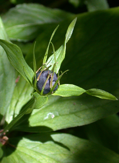 Herb-Paris