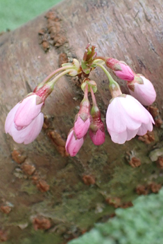 Pandora Cherry