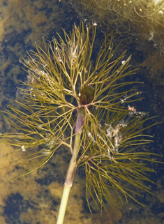 Common Water-crowfoot