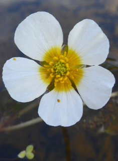 Common Water-crowfoot