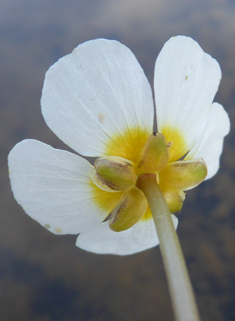 Common Water-crowfoot