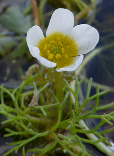 Brackish Water-crowfoot
