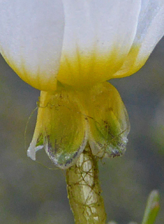 Brackish Water-crowfoot