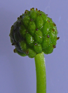 Brackish Water-crowfoot