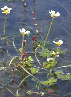 Brackish Water-crowfoot