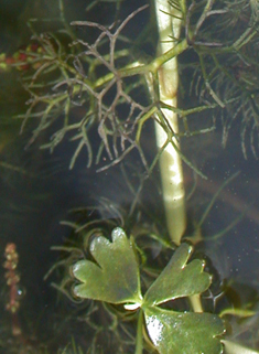 Brackish Water-crowfoot