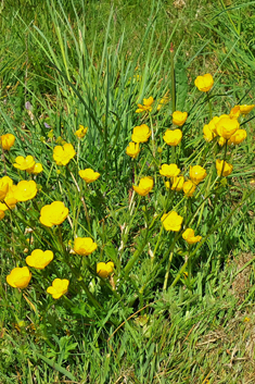 Bulbous Buttercup