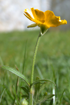 Bulbous Buttercup