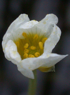 Fan-leaved Water-crowfoot