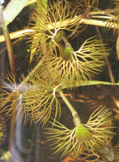 Fan-leaved Water-crowfoot