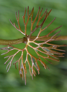 Fan-leaved Water-crowfoot