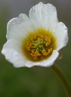 River Water-crowfoot