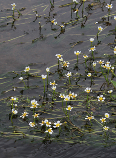 River Water-crowfoot