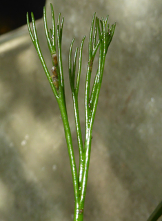 River Water-crowfoot