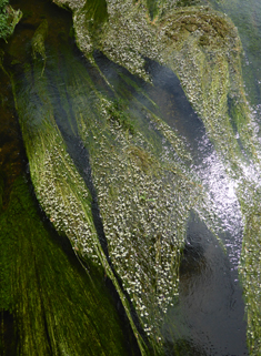 River Water-crowfoot