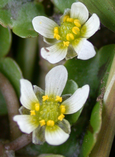 Ivy-leaved Crowfoot