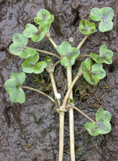 Ivy-leaved Crowfoot