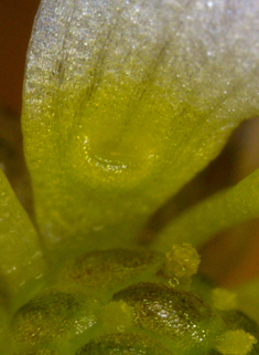 Ivy-leaved Crowfoot