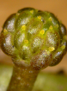 Ivy-leaved Crowfoot