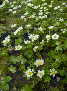 Pond Water-crowfoot