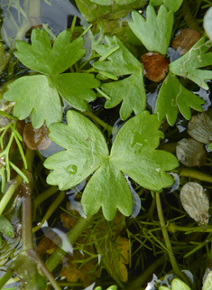 Pond Water-crowfoot