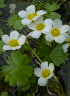 Pond Water-crowfoot