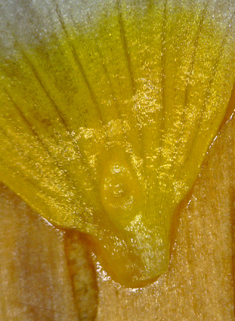 Pond Water-crowfoot