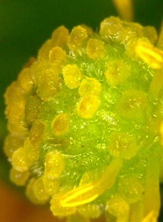 Pond Water-crowfoot