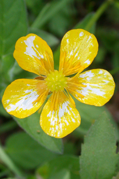 Creeping Buttercup