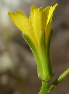 Star Hawkbit