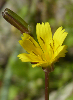 Star Hawkbit