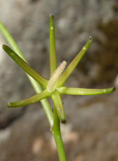 Star Hawkbit