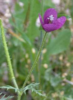 Violet Horned Poppy